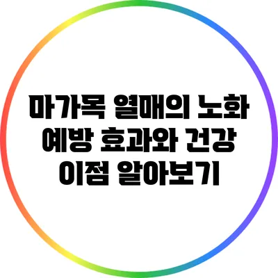 마가목 열매의 노화 예방 효과와 건강 이점 알아보기