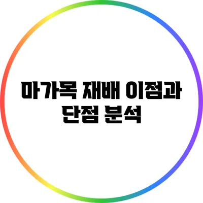 마가목 재배: 이점과 단점 분석