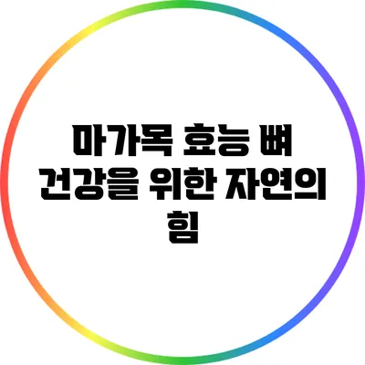 마가목 효능: 뼈 건강을 위한 자연의 힘